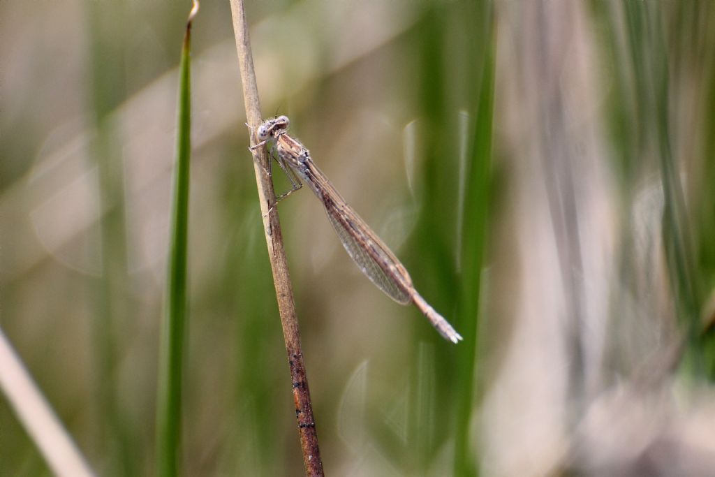 Sympecma paedisca femmina? S !